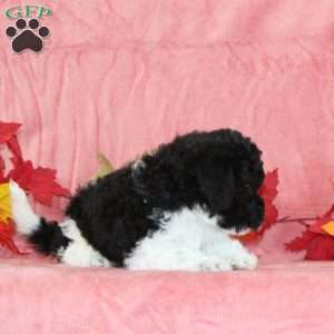 Donald, Bich-Poo Puppy